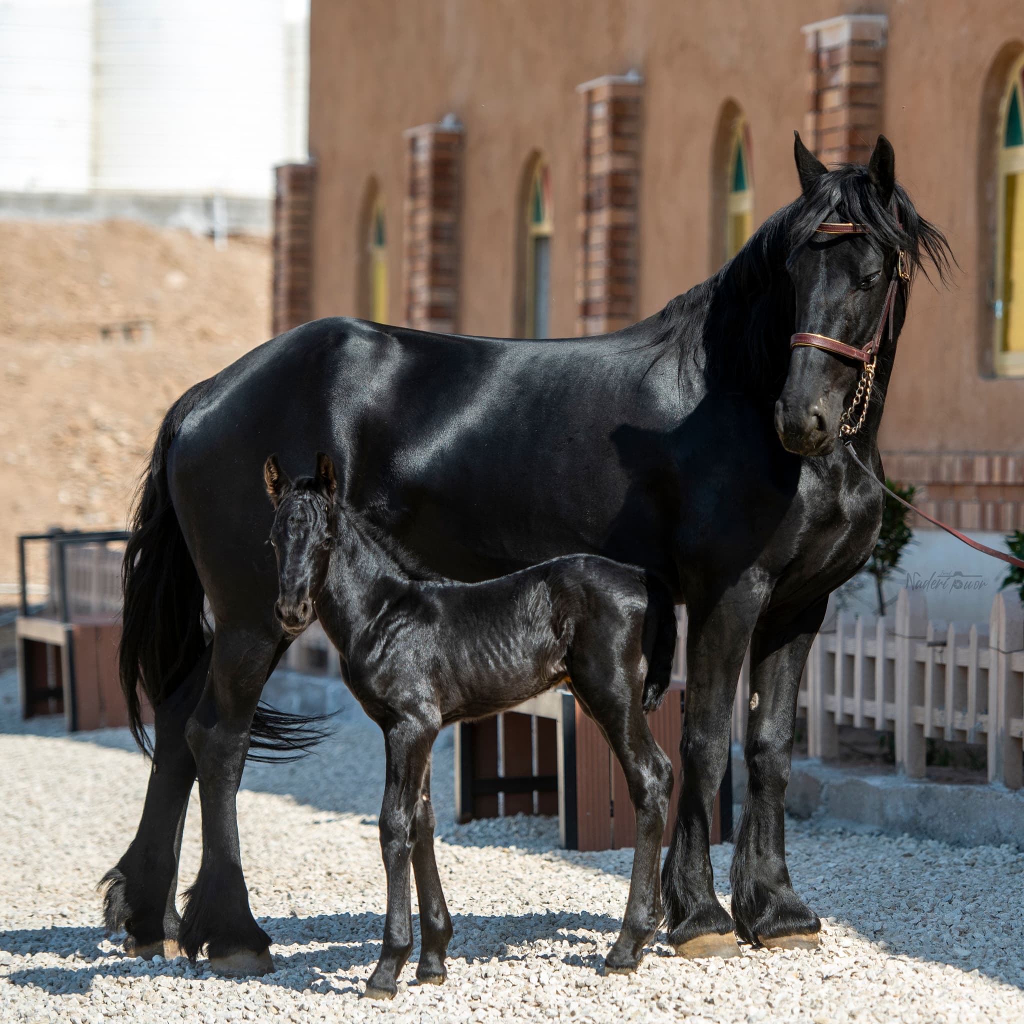 نخستین کره اسب متولدشده در گهرپارک