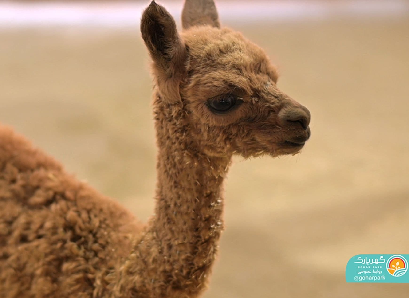 برای نخستین بار در ایران