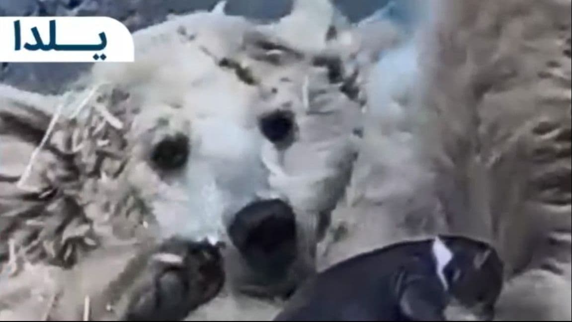 اولین توله‌خرس استان کرمان در گهرپارک متولد شد