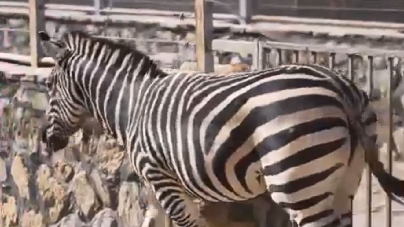 تنها “گورخر آفریقایی” موجود در باغ‌وحش‌های ایران در دهکده بزرگ گردشگری گهرپارک