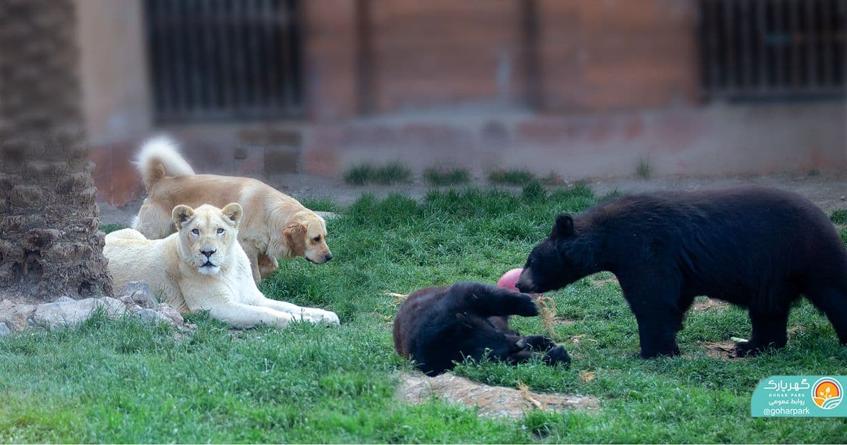 دوستی بامزه حیوانات