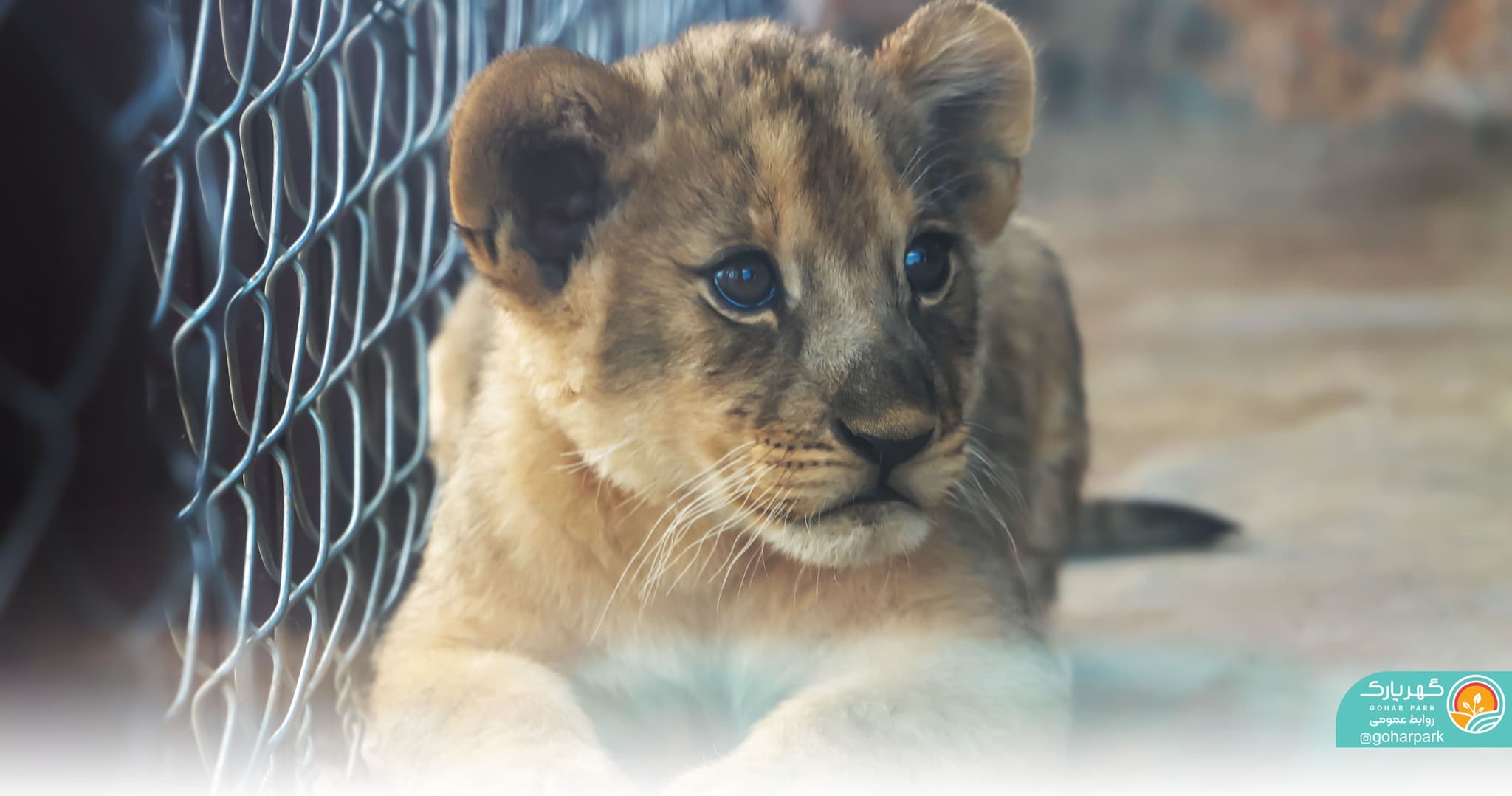 اولین توله شیر سیرجان